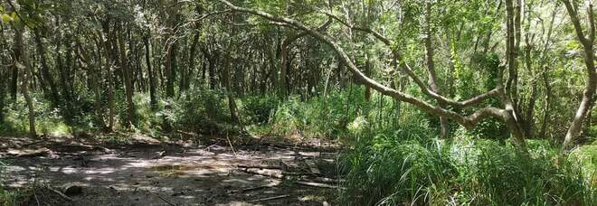 Caldo record, secca il piccolo "lago" di Licola nella foresta di Cuma