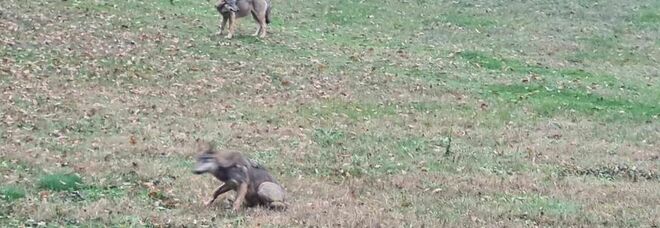 Rari esemplari di lupi grigi avvistati ad Amatrice