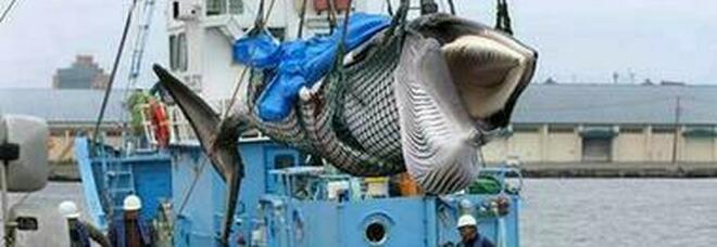 Vomito di balena, tornati alla luce 30 chili di 'ambra grigia': valore 1 milione di euro