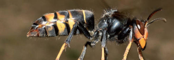 Arriva la vespa velutina killer delle api: a rischio produzione di miele e impollinazione alberi da frutto