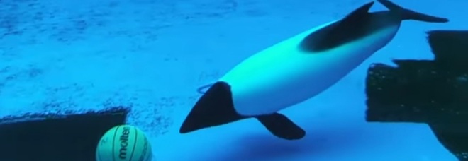Il delfino lasciato solo nella vasca con soltanto una palla a tenergli compagnia. (immag e video pubblicati da Ningyo La Mar d'Aprop su Fb)