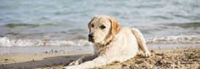 «No ai cani in spiaggia» ma il cartello è un falso: denunciato balneatore