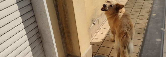 VOLLA. Cane lasciato al sole sul balcone, soccorso dalla polizia municipale
