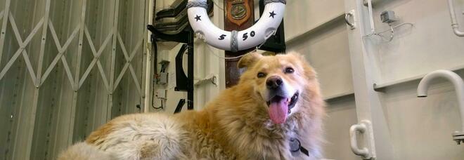 Addio a Camillo, il cane che viveva a bordo della portaerei Cavour: «Era uno di noi»