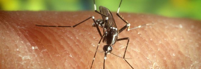 Malattie trasmesse da zanzare, aumentano i casi in Italia