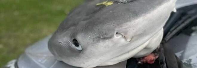 La testa di squalo fatta ritrovare sull'auto del diving center. (Immag diffusa sui social da Madison Stewart e dal Woebegone Freedive)