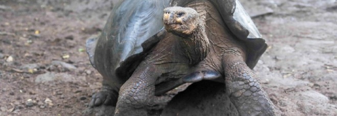 Una tartaruga gigante delle Galapagos appartenente ad una nuova specie. (Immag diffusa dal Ministero dell'Ambiente, dell'Acqua e della Transizione Ecologica dell'Ecuador)