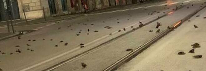 Roma, centinaia di uccelli morti in strada: schiantati dai botti di Capodanno VIDEO