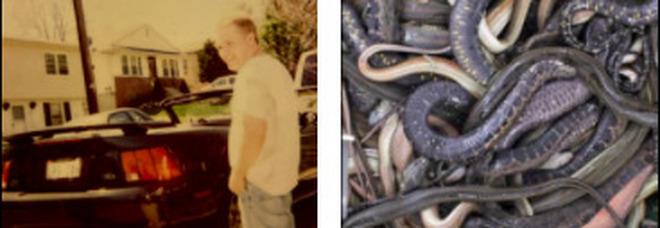 Usa, uomo trovato morto in casa: era circondato da 124 serpenti, c'erano anche pitoni e mamba neri