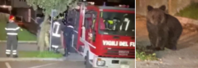 L'orsetto catturato dai vigili del fuoco a Gorizia (Video diffuso da Il Goriziano, foto diffuse sui social da Effeparty Fabio)