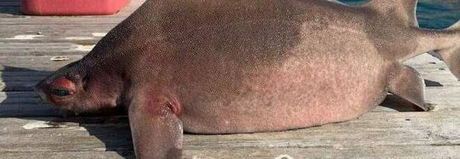 Il "pesce porco" rinvenuto morto a Portoferraio (immag pubbl da Isola d'Elba App su Fb)