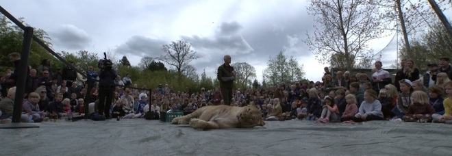 Zola, la leonessa soppressa, prima di essere sezionata di fronte ai bambini allo zoo. (Immag di Alexander Aagaard diffuse da TV2 Fyn Denmark)