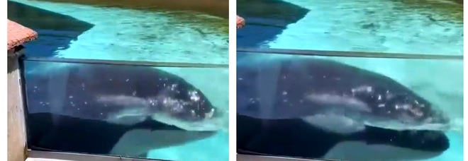Kiska, l'orca rimasta sola, cerca di fuggire dalla vasca. (Immag e filmato diffusi da Breaking MarineLand su Fb)