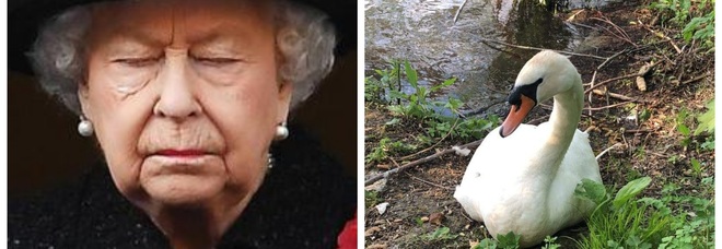 La Regina Elisabetta (Foto repertorio Ansa) e un cigno di Windsor (foto diffusa sui social da Swan Support)
