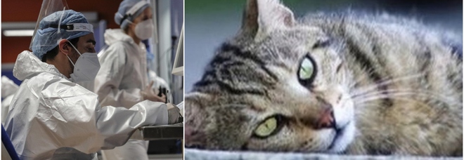 Covid, gatto lo trasmette all'uomo in Thailandia: è il primo caso. «Infettata una vetrinaria»