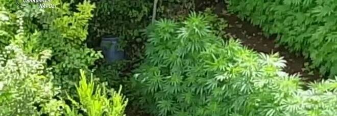 Monti Lattari, riecco la coltivazione di cannabis: scatta il maxi blitz, distrutte 500 piante