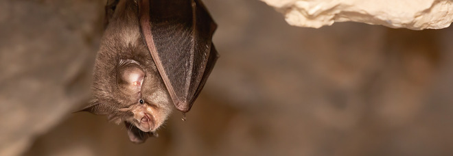 Pipistrelli si annidano in casa, uomo morso durante la notte contrae la rabbia e muore in pochi giorni negli Usa