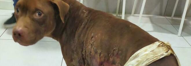 Cane legato a un palo e dato alle fiamme, ricoverato in gravi condizioni: choc in Campania