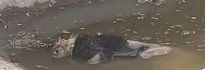 Il leone trovato morto dai visitatori dello zoo cinese (frame dal video pubbl su Tik Tok e su You Tube da Best Video HD e da The Sun ecc)