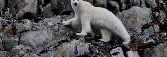 Un orso polare selvaggio. (Immag per gentile concessione Mauro Picone)