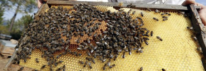 Tragedia a Urbino: un uomo 66enne muore ucciso dalle api