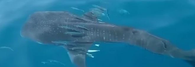 Lo squalo balena avvistato al largo di Cipro. (Immag e video diffusi Erman Sertel e Hakan Kabasakal su Fb)