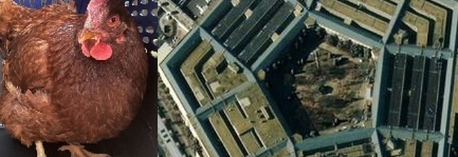 Gallina entra nell'area di sicurezza del Pentagono: la foto è virale