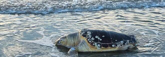 Lago Patria, tartaruga Caretta caretta trovata morta sulla spiaggia.