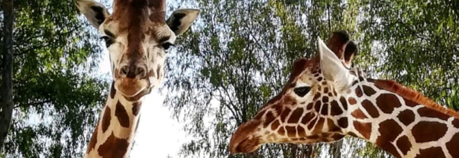 Lo Zoo di Napoli organizza percorsi dedicati tra ambiente e salvaguardia degli animali