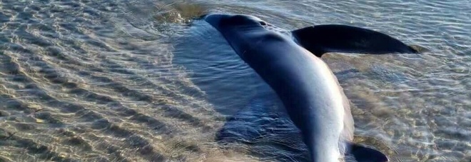 Agrigento, squalo azzurro spiaggiato con i piccoli appena nati: salvati