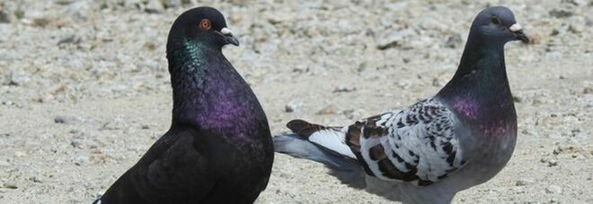 Piccioni viaggiatori, scomparsi cinquemila uccelli: «Disorientati da una tempesta geomagnetica»