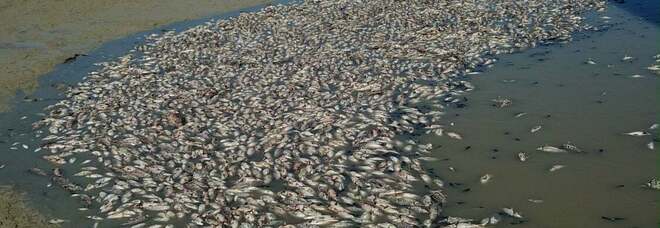 Diga svuotata in Sicilia, migliaia di pesci morti: aperta indagine per disastro ambientale