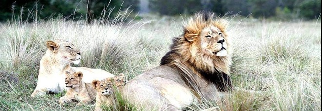 Una famiglia di leoni selvaggi sudafricani