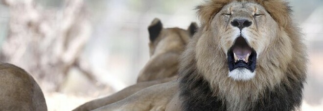 Tre bambini tra i 9 e gli 11 anni uccisi dai leoni: l'orrore in un parco naturale in Tanzania