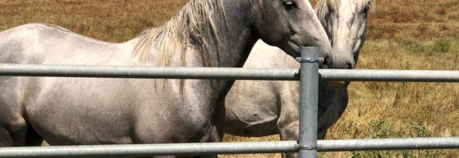 Farmaco ricavato dal sangue dei cavalli, associazione denuncia: «Vengono torturati, ora basta»