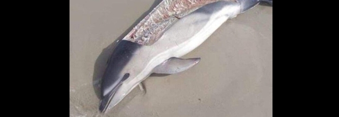 Delfino arpionato e sfilettato da pescatori senza scrupoli. La denuncia di Sea Shepherd France (immagine pubbl da Sea Shepherd France su Fb)