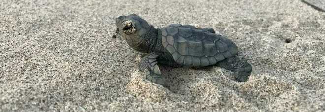Nido di tartarughe in spiaggia a San Giovanni: è il 56mo censito in Campania, il primo a Napoli