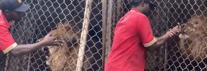 Il lavoratore dello zoo infila le mani nella gabbia del leone che gli mangia le dita (immag e video diffusi su Twitter da @OneciaG)