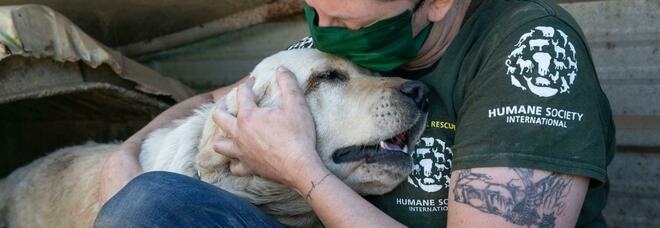Uno dei migliaia di cani salvati dalle associazioni in Corea del Sud (immag pubbl su Fb da Humane society International)