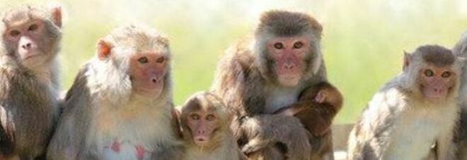 Cina, nelle foreste dello Yunnan ricompaiono le scimmie dorate: i rusultati della politica di ripopolamento