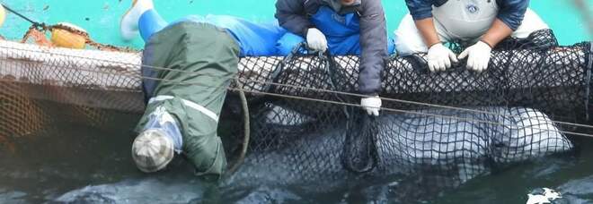 I pescatori giapponesi con alcune delle loro prede (immag diffuse da Dolphin Project e L.I.A. sui social)