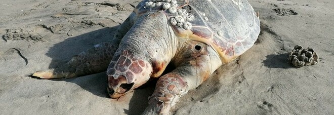 Golfo di Napoli, la strage delle tartarughe tra mare freddo e reti killer