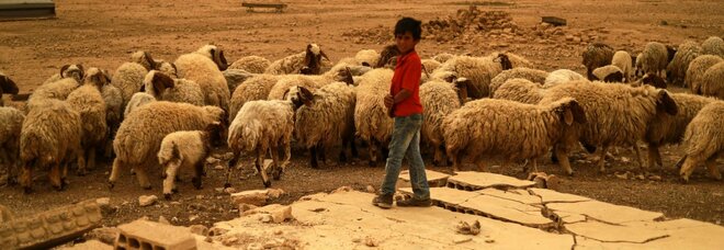 Crisi cibo, la Fao: «Imminente crisi, peggio della Primavera araba. In 750mila a rischio morte»
