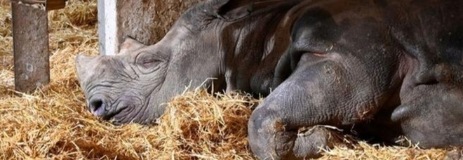 Rinoceronte nero morto di fame e stenti allo zoo francese, la triste storia di Jacob (immagine pubb dalla Ong ReWild su Facebook)