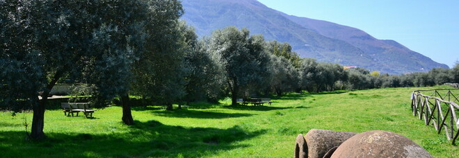 Un «corso di potatura» sotto l'ombra degli olivi nei siti archeologici vesuviani Pompei-Stabia