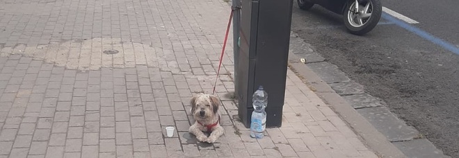 Torre del Greco: cane legato alla colonnina del parcheggio, salvato dai volontari