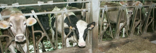Vicenza, scivola e cade a terra nella stalla, imprenditore agricolo muore schiacciato dalle sue mucche