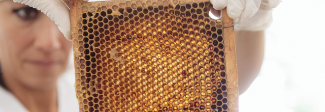 Moria delle api sempre più preoccupante, la Cia denuncia: a rischio 70% produzione agricola mondiale