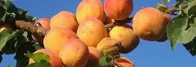 Napoli, la frutta resta sugli alberi: «È troppa, non vale nulla»