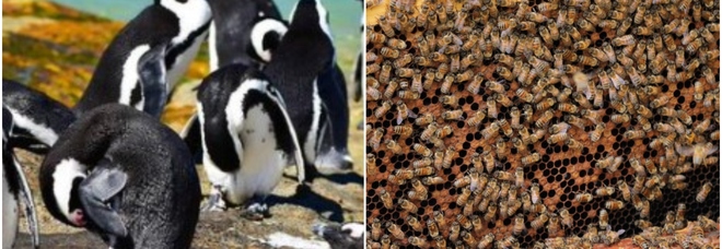 Sciame di api attacca e uccide 63 pinguini in via d'estinzione in Sudafrica